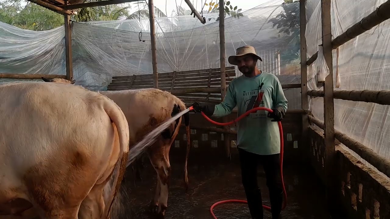 গরুর ফার্ম, শীতের সকালে গরু ঘর এবং গরু পরিষ্কার -পরিচ্ছন্নতা অতি জরুরী 