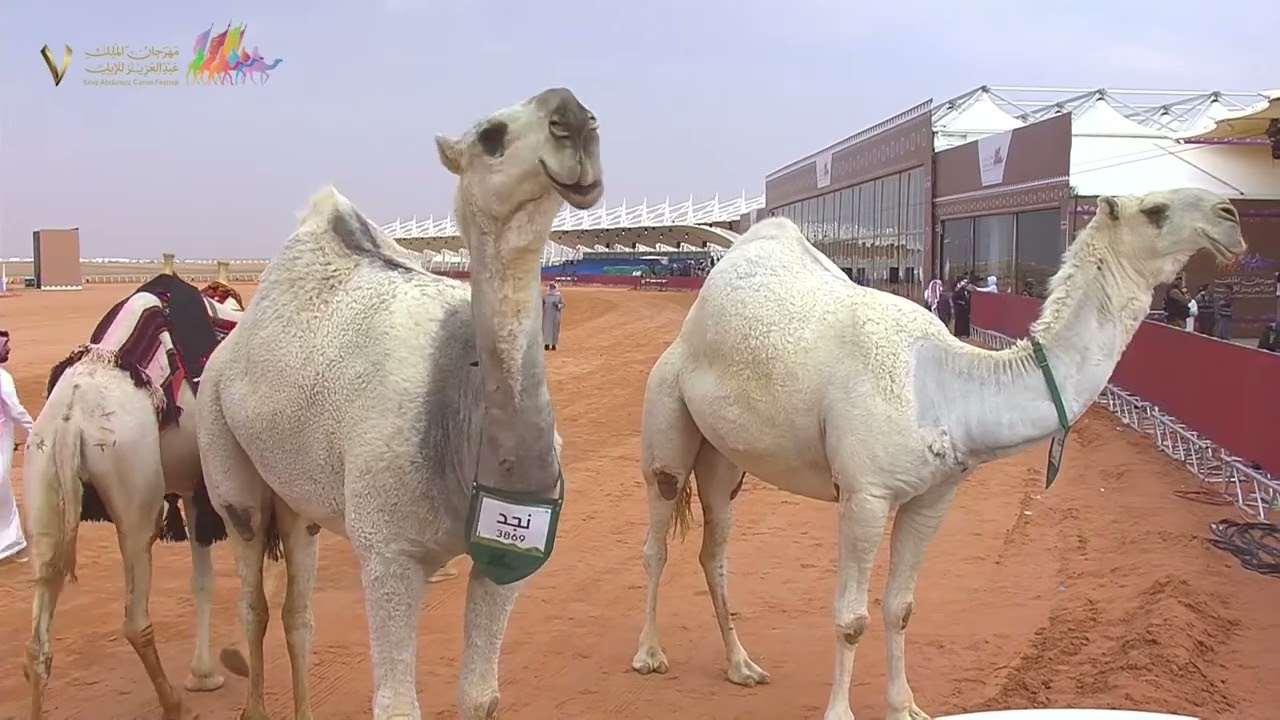 🏅تتويج الخمس مراكز في فئة جل - لون 