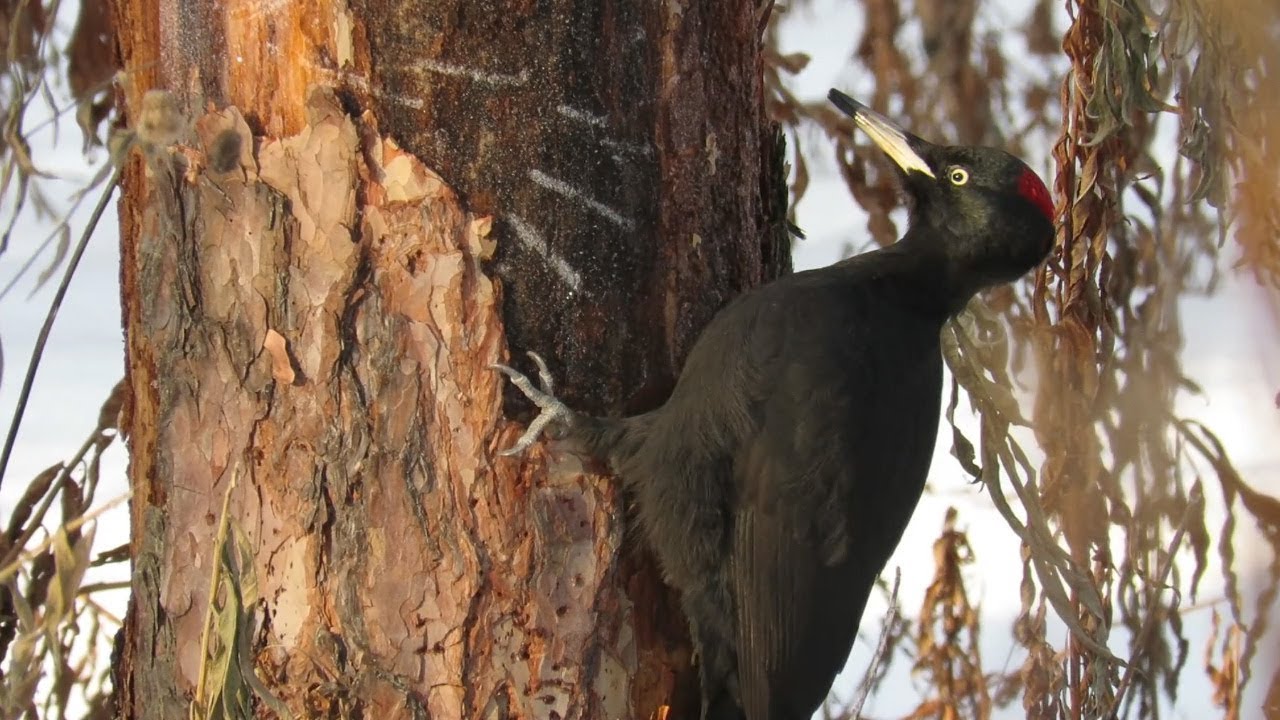 Самый крупный дятел &ndash; Желна (черный дятел), Black woodpecker in winter