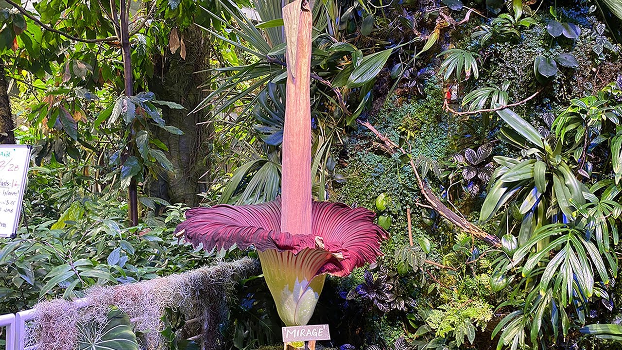 1st-ever corpse flower bloom at SF's CA Academy of Sciences underway: How some describe the smell
