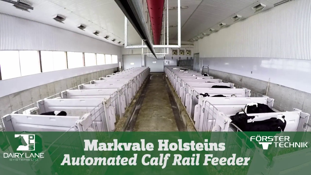 Automatic Calf Rail Feeder - Markvale Holsteins