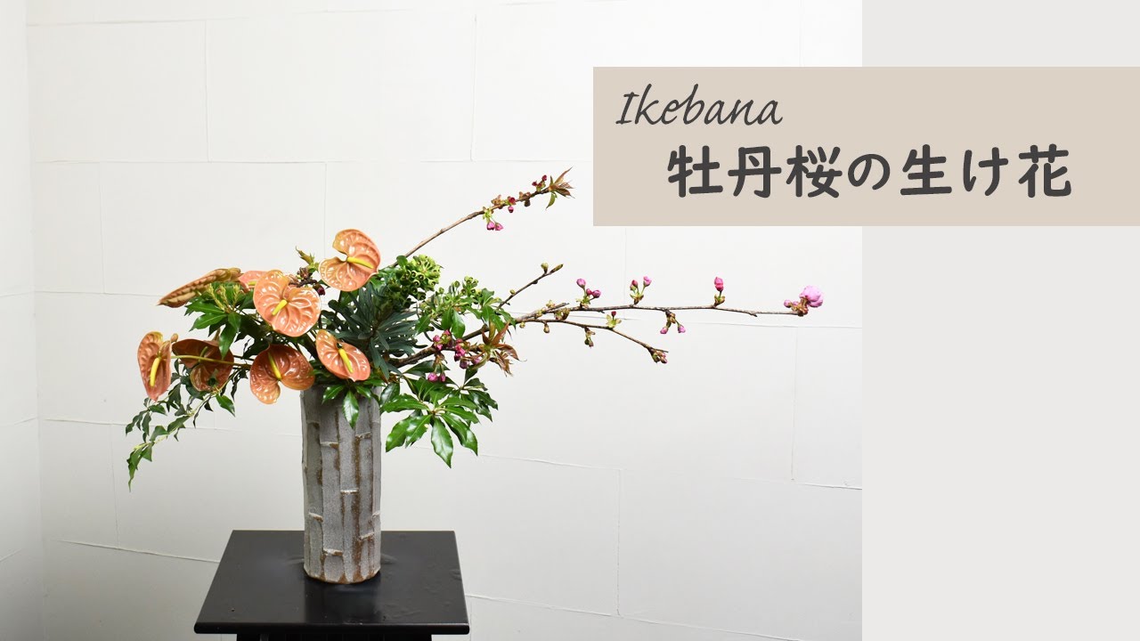 【牡丹桜の生け花】 初心者でもコツが分かればとっても簡単！ 生け方の基本からアレンジまでサクッと紹介。Japanese ikebana lesson for beginners