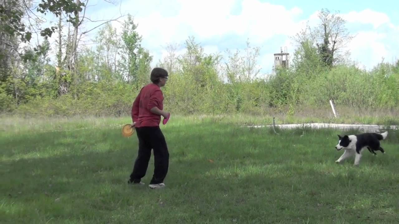 Chiara Zorzetto and Steve routine- disc dog frisbee freestyle dog training