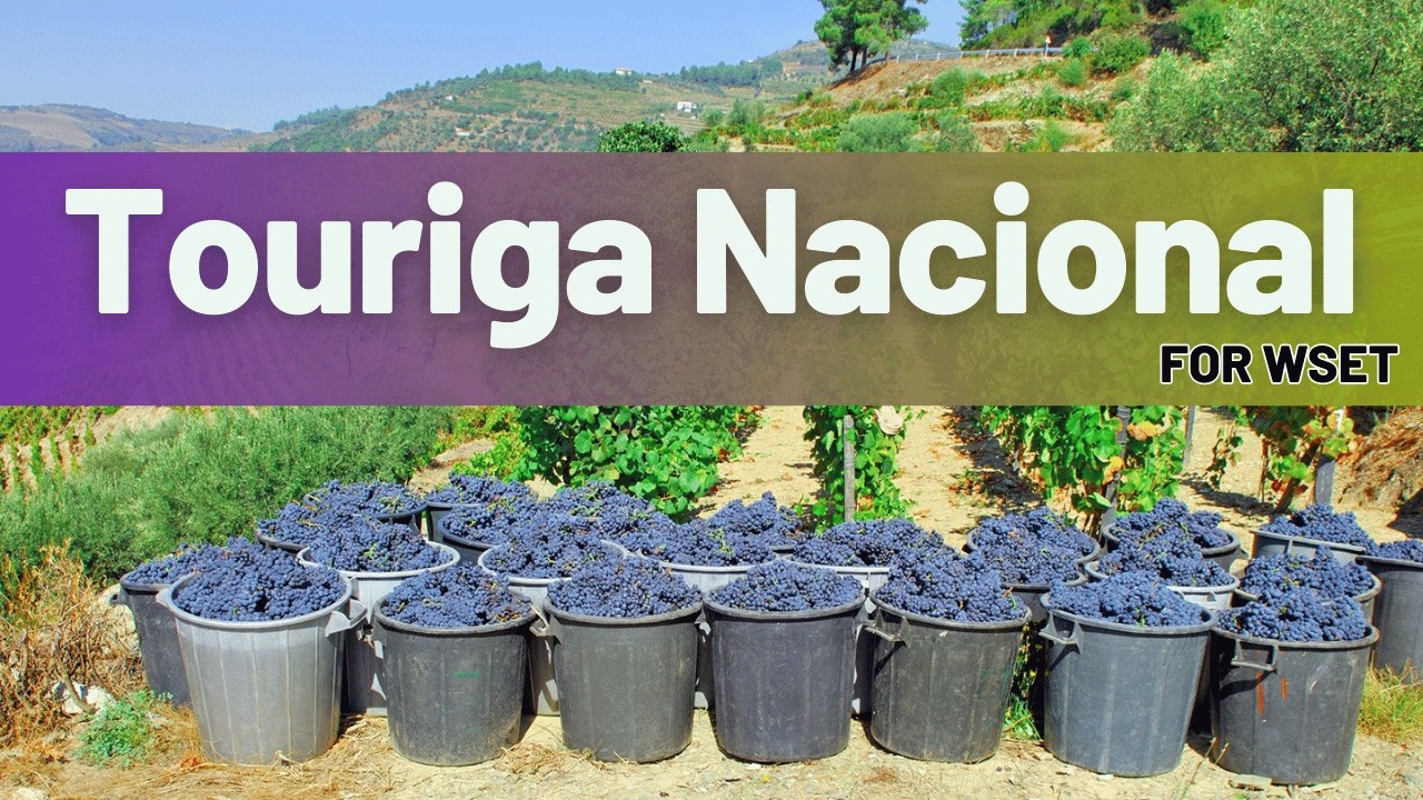 Mastering Touriga Nacional For WSET Level 3: Key Characteristics, Flavours, and Regions 🍇