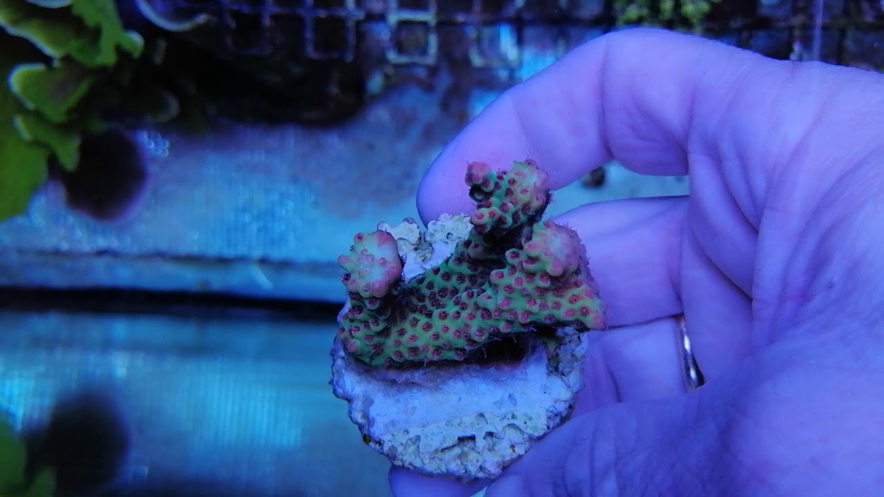 Acropora Microclados strawberry shortcake-M coral gandalf