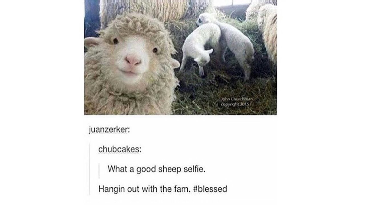 Tumblr Posts - Episode 11