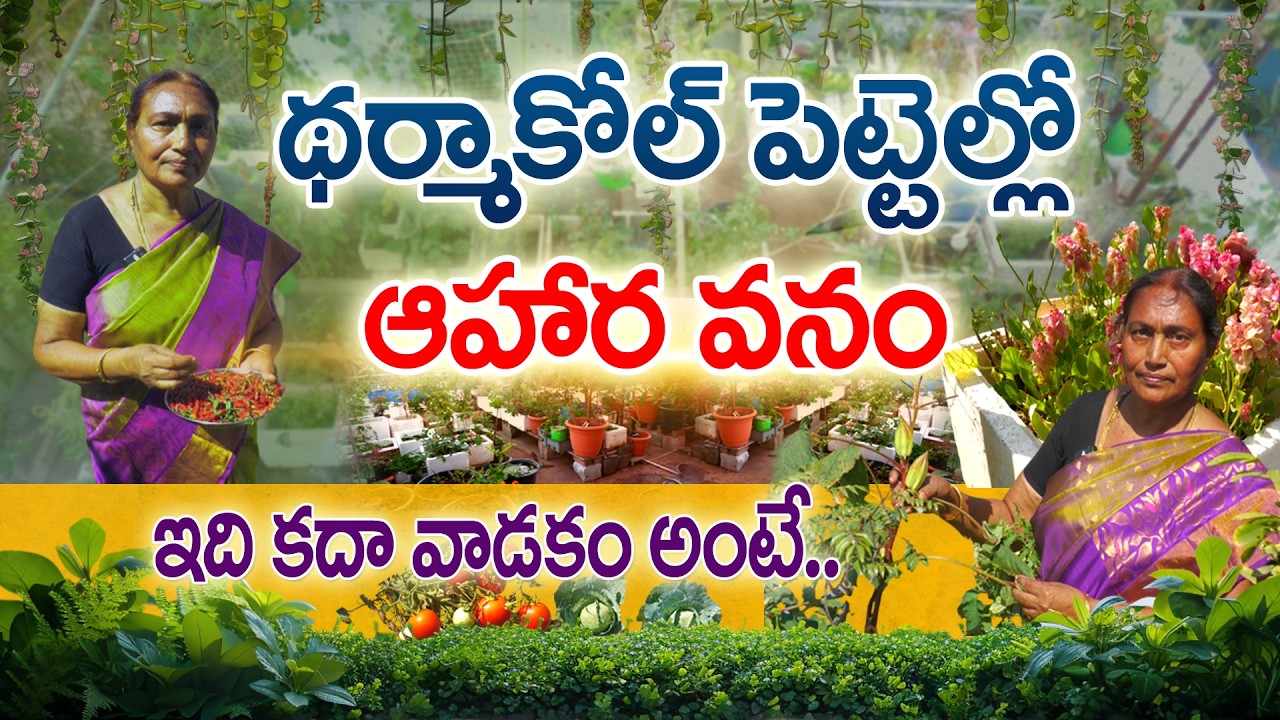 థర్మాకోల్ టెర్రస్ గార్డెన్ | Dilshad Khan ThermocolGarden, #FoodForest