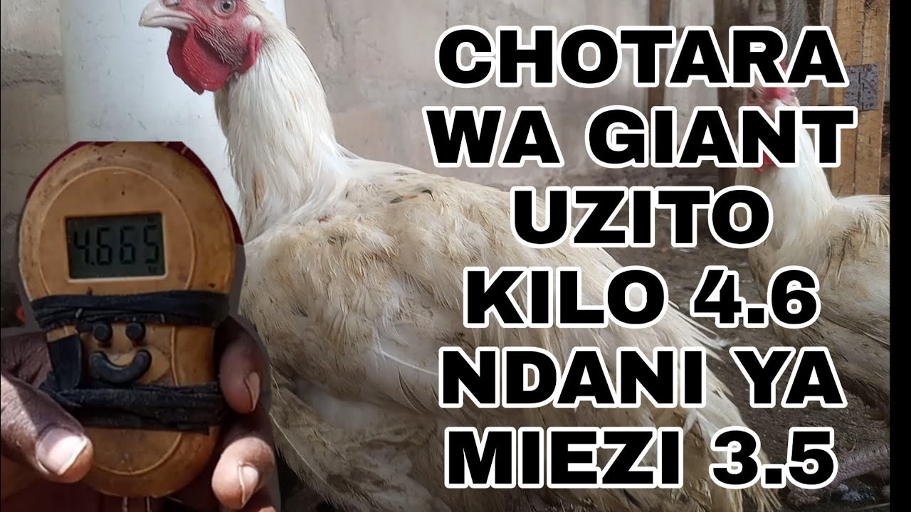 TAZAMA KUKU WA CHOTARA WA GIANT NI BALAA.  UZITO KG 4.6 NDANI YA MIEZI 3 NA NUSU.