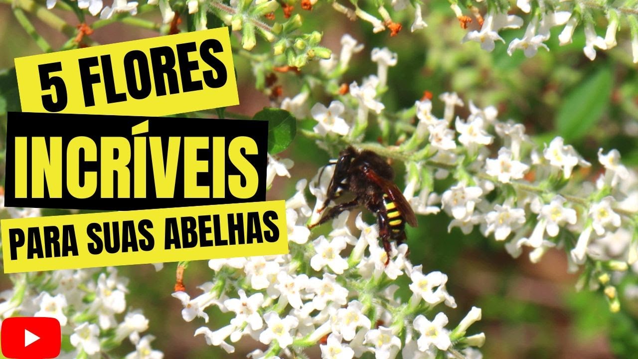 5 DICAS DE FLORES QUE VOCÊ PRECISA TER EM SEU MELIPONÁRIO- Flores Para Alimentar Abelhas  Sem Ferrão