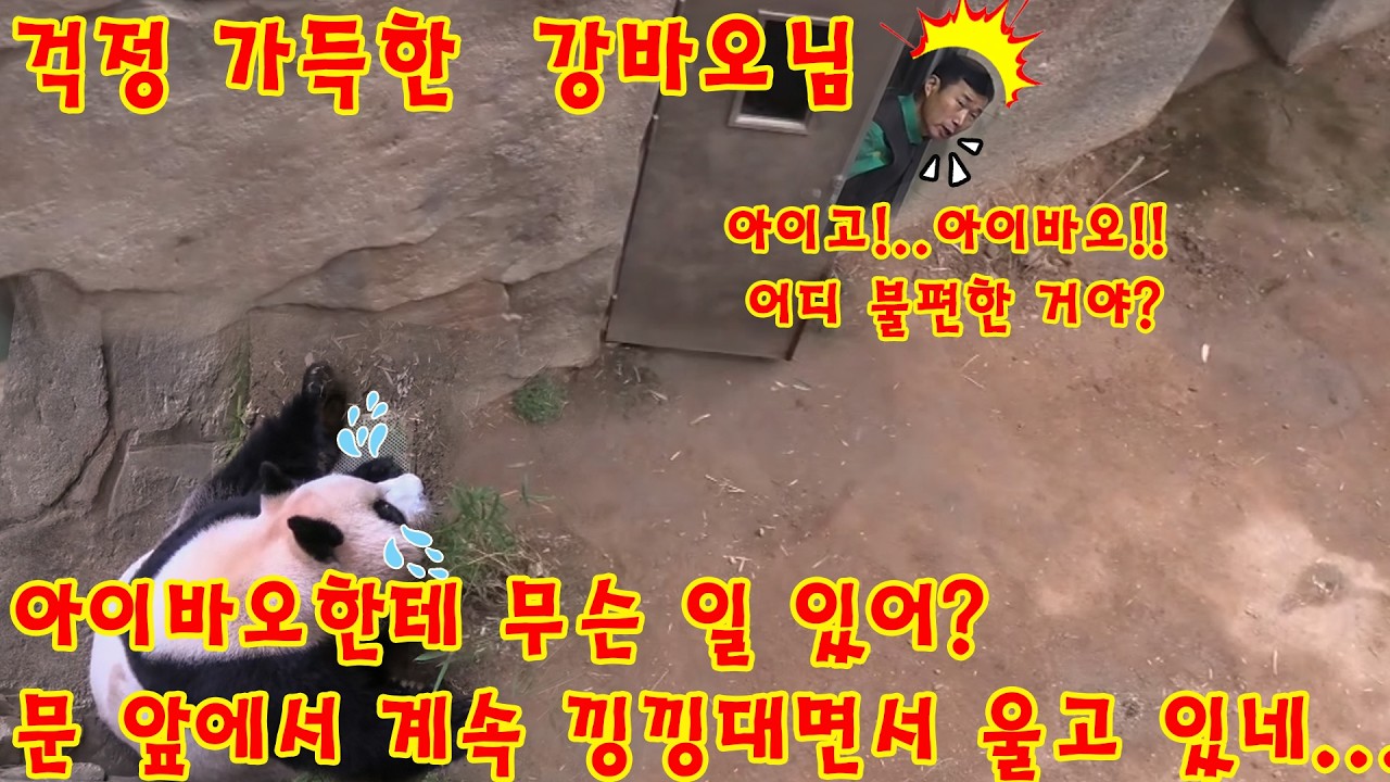 맙소사!💥 문 앞을 떠나지 못하고 계속 울부짖는 아이바오, 대체 무슨 일이?🤦‍♂️걱정 가득한  강바오님할부지 ㅜㅜ