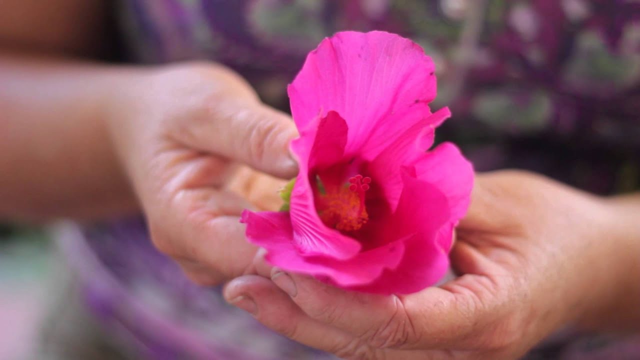 How to Distinguish Between the Pistil & the Stamen of a Plant : Solving Plant Needs