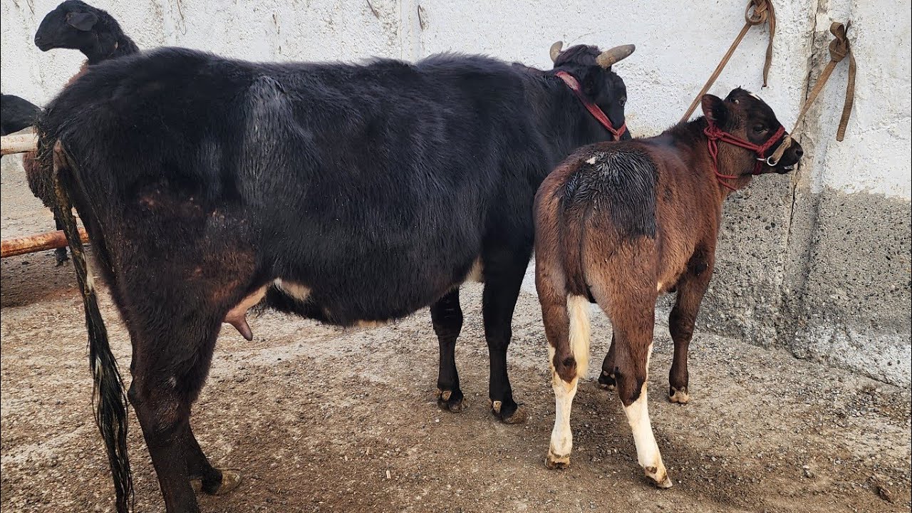 RISHTON CHORVA BOZORI NARXLARI. 