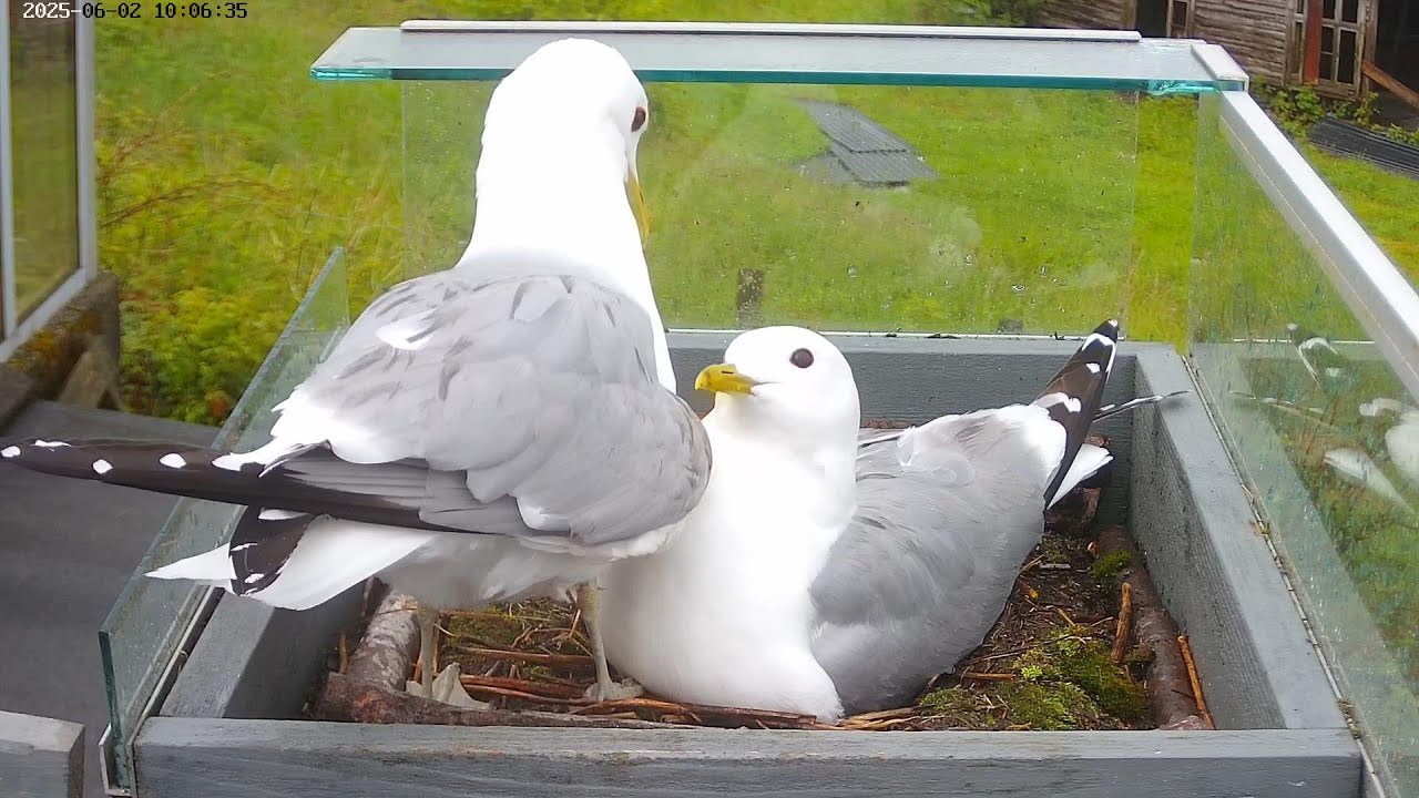 250602, seagulls, day 17, more incubation charm