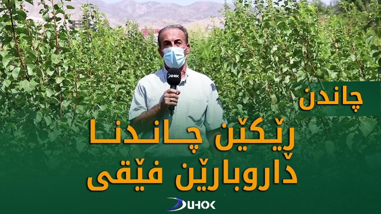 به‌رنامێ چاندن.. رێكێن چاندن و زێده‌كرنا داروبارێن فێقى