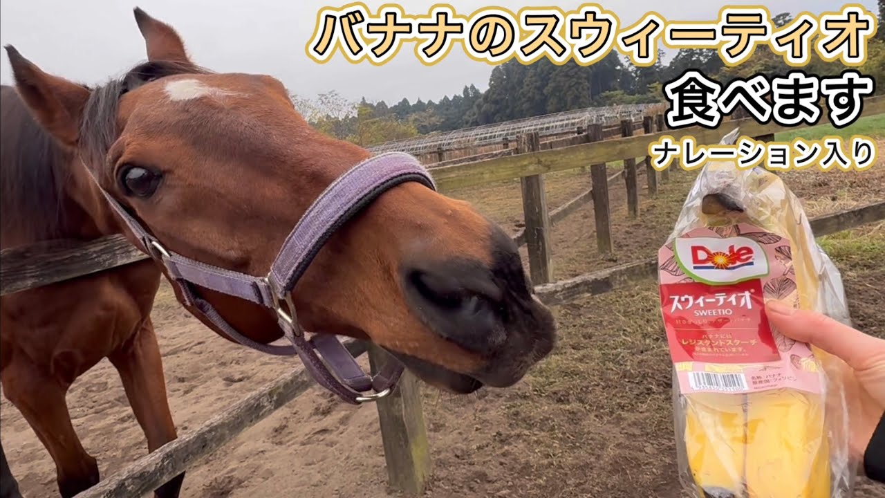 バナナのスウィーティオ食べます　ナレーション入り　#引退馬 #horse #馬 #なみあし会 #バナナ