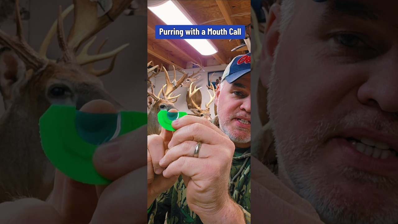 How to Purr with a turkey mouth call #turkeyhunting #turkeyseason #turkeycall #fyp #trending