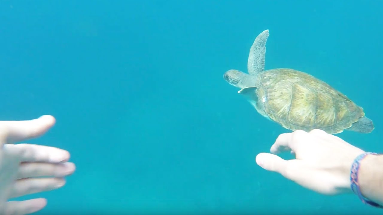 Kayaking and snorkeling Los Cristianos, Tenerife