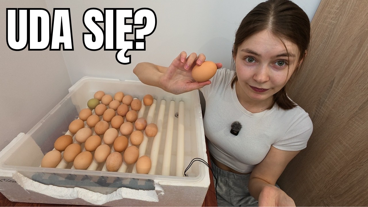 Poprzednia inkubacja była porażką. Zmieniliśmy wszystko