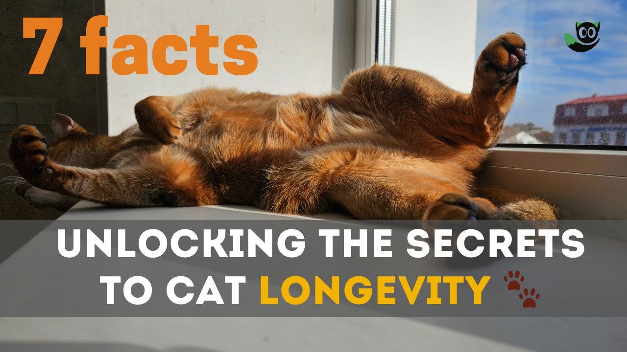 Unlocking the Secrets to Cat Longevity 🐾 | 7 Factors Explained!