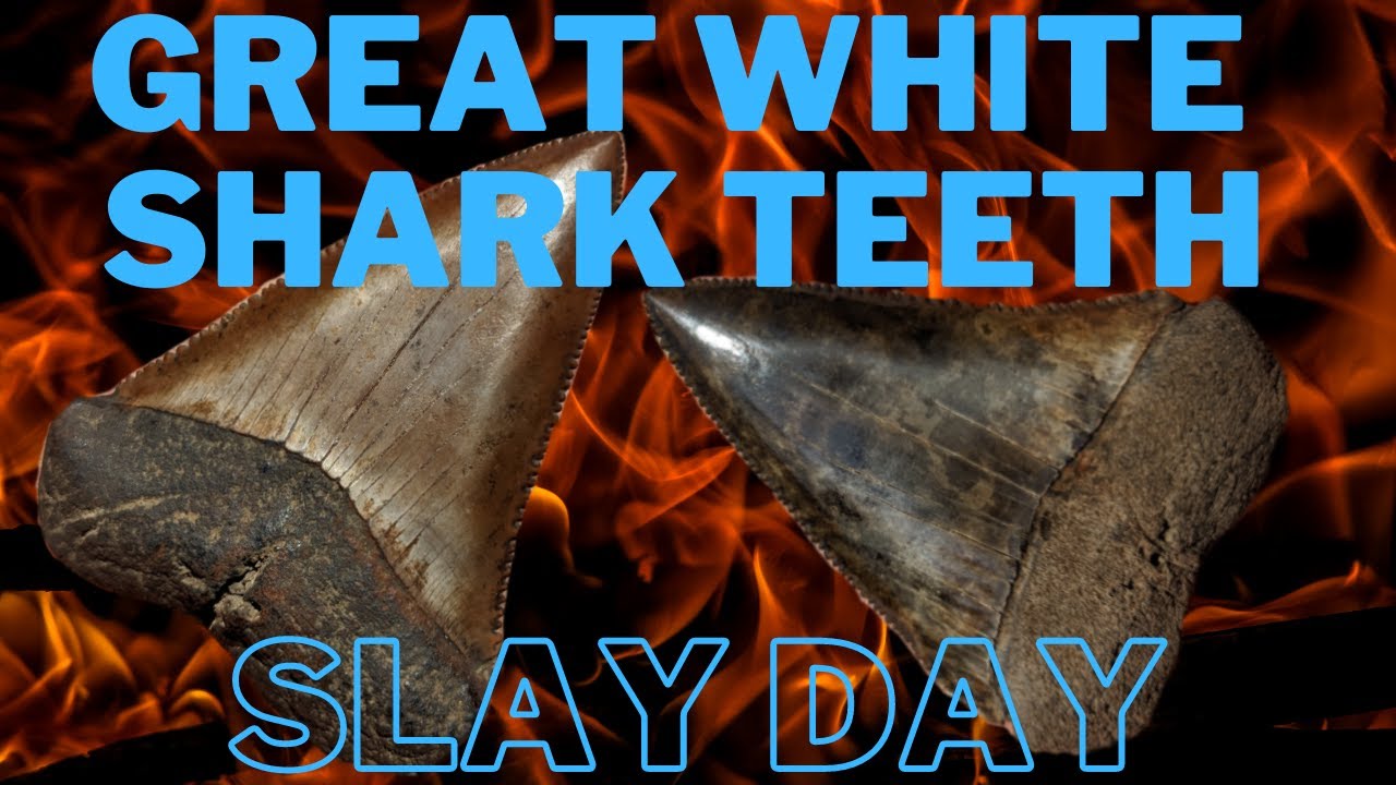Great White Shark Teeth Slay Day