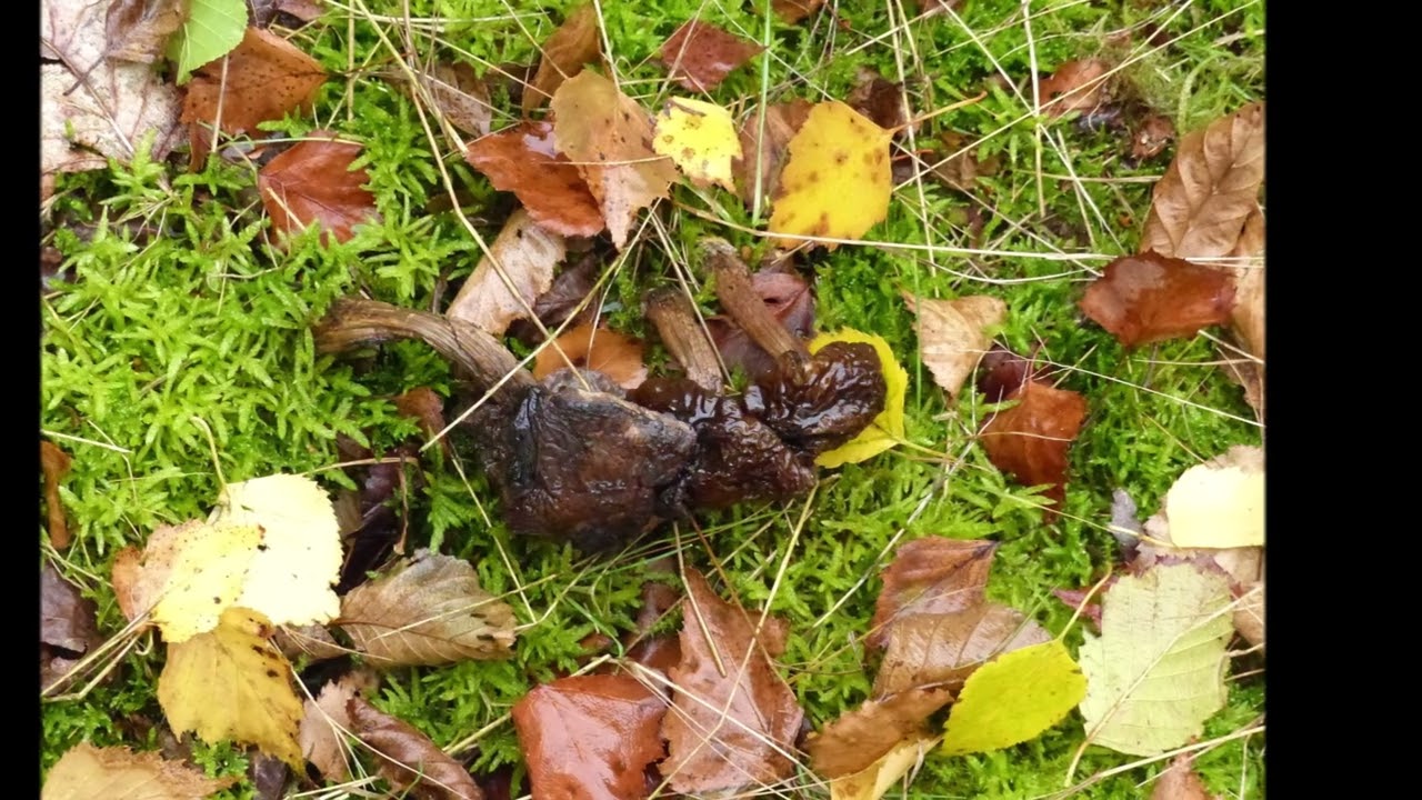 J de Lange Bruinehaar