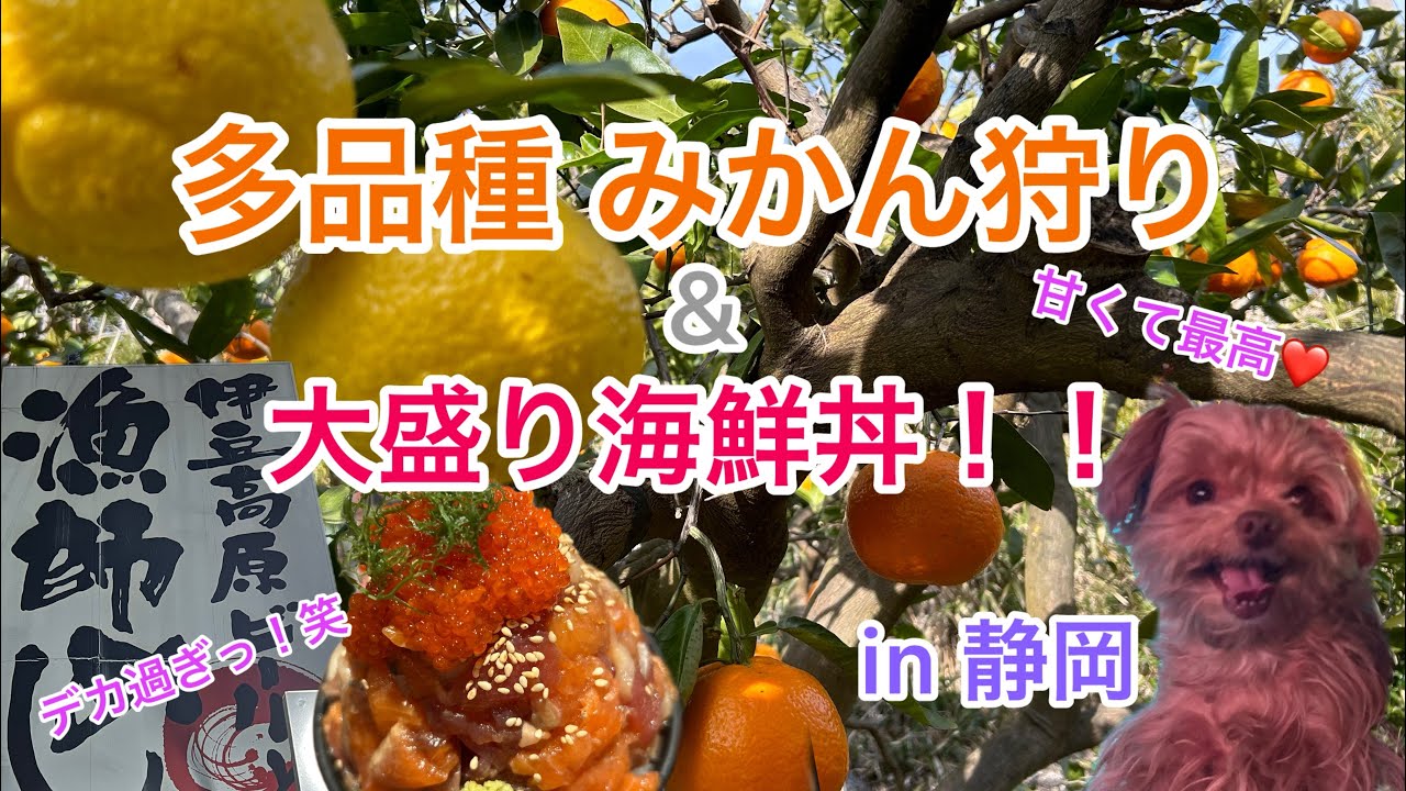 【前編】南伊豆900円時間無制限！！みかん狩りお腹いっぱい満喫してきたよ！#みかん狩り#ふたつぼり#伊豆高原ビール