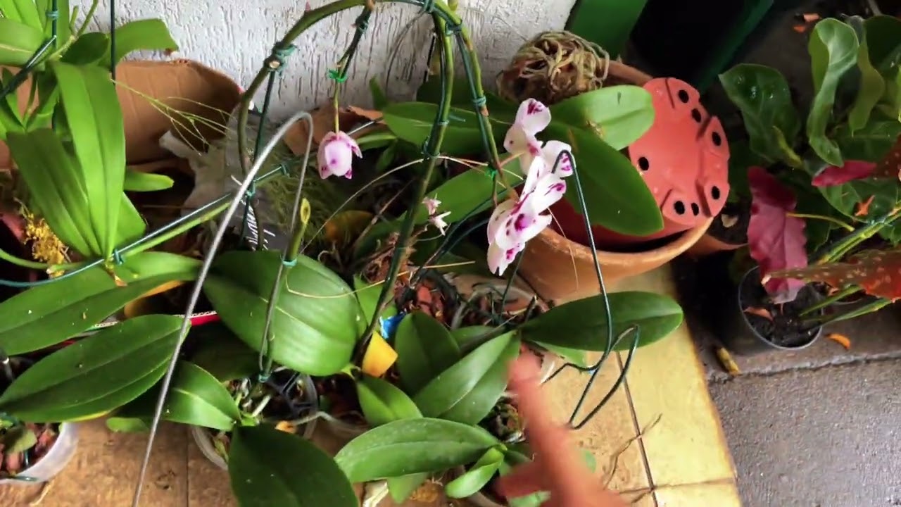 MUITAS ORQUÍDEAS SEM FLORES $10 REAIS +UMA CAÇAMBA CHEIA DE PLANTAS NO LIXO