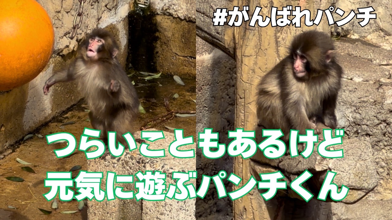 パンチくん 辛いこともあるけど元気に遊ぶ【パンチくんの日常】Punch 市川市動植物園 がんばれパンチ