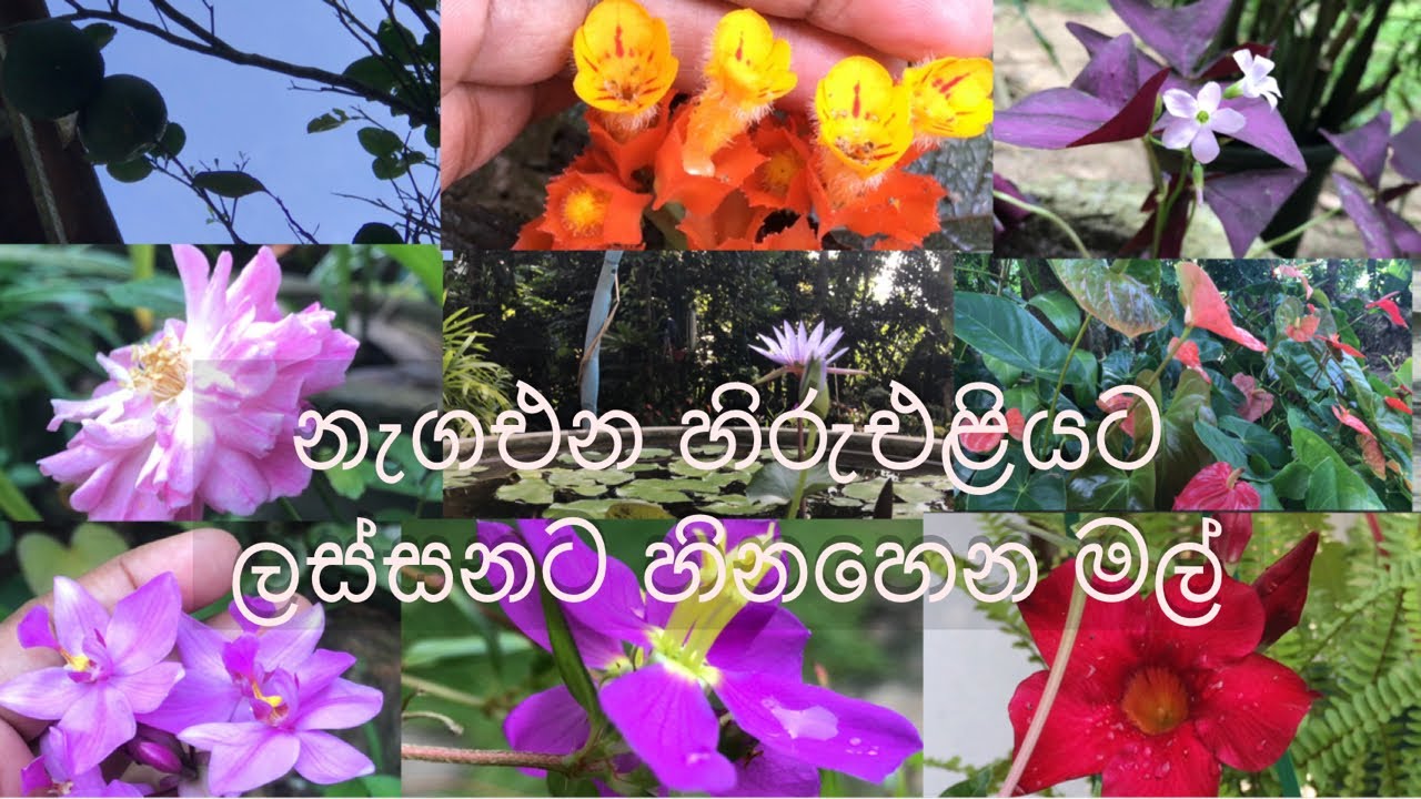 ⛅️උදාවෙන නැවුම් හිරුඑළියට හිනහෙමින් පිපෙන මල්🌻🍃