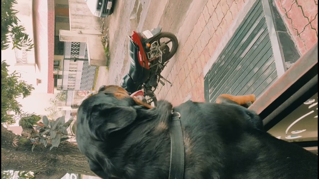 #rottweiler #dangerous #danger #rottweilerpuppy #rottweilerworld #rottweilerlovers #rottweilerdog