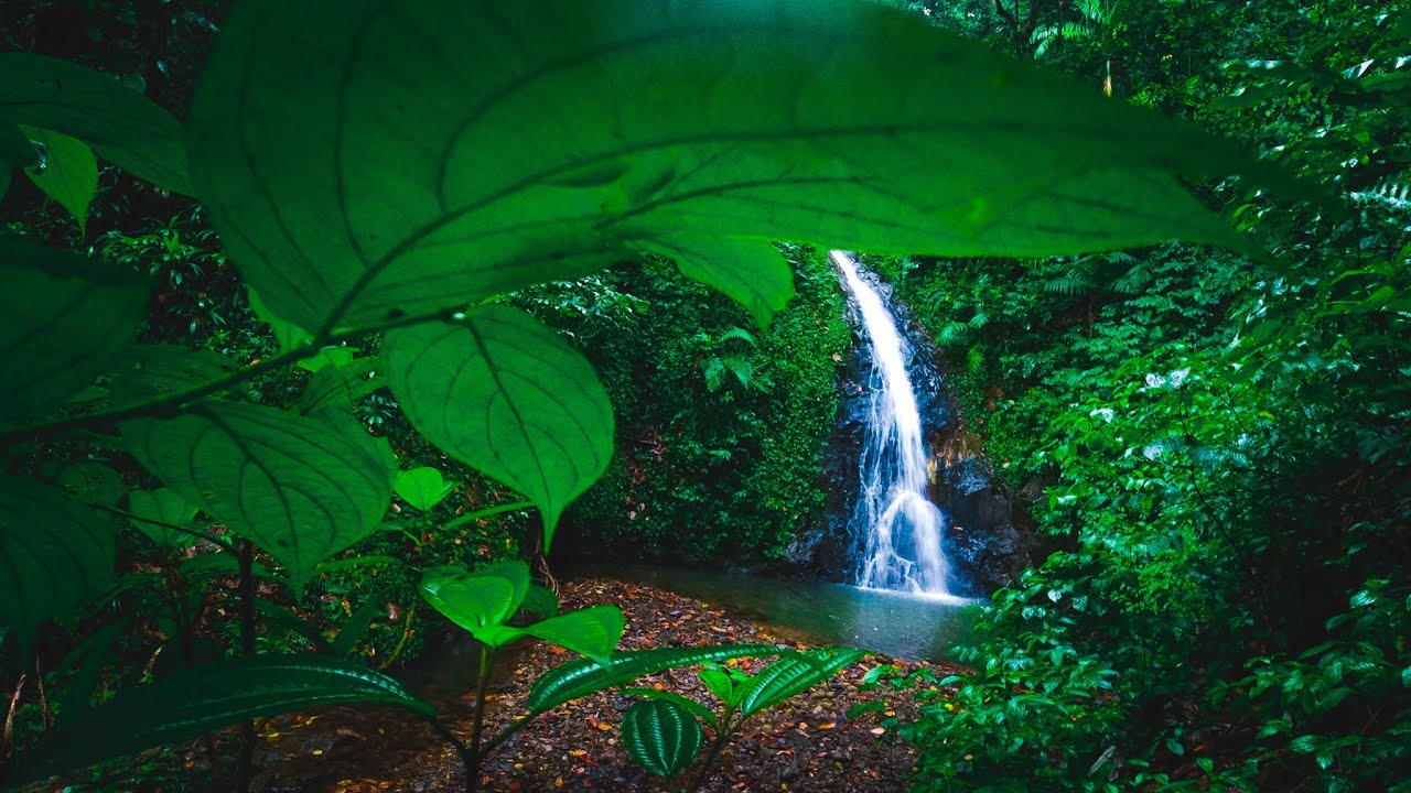 Saint Lucia hidden waterfall hike|||| BEST WATERFALL ON ISLAND - eps 10