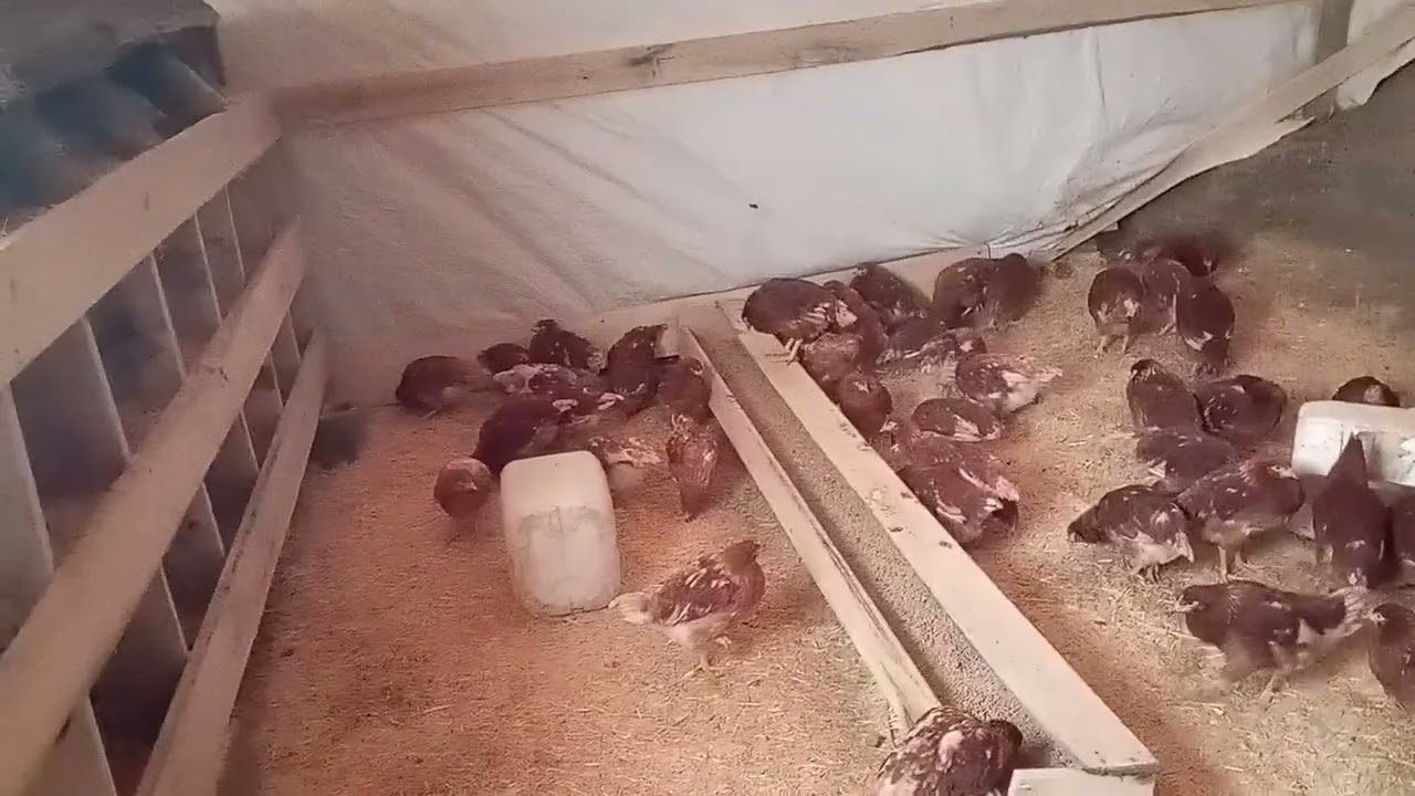 Tavuklar geldi hanemize hayırlı olsun 