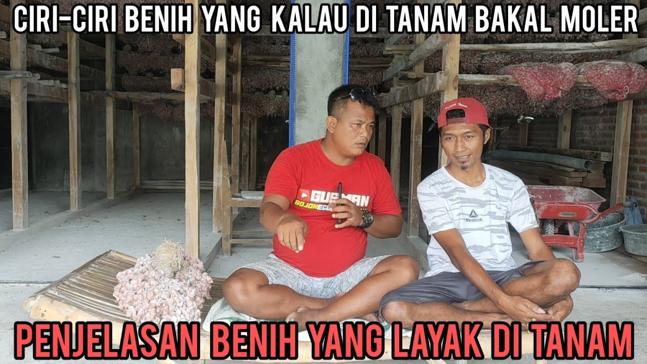 PENJELASAN KOMPLIT TENTANG BENIH YANG LAYAK UNTUK DI TANAM