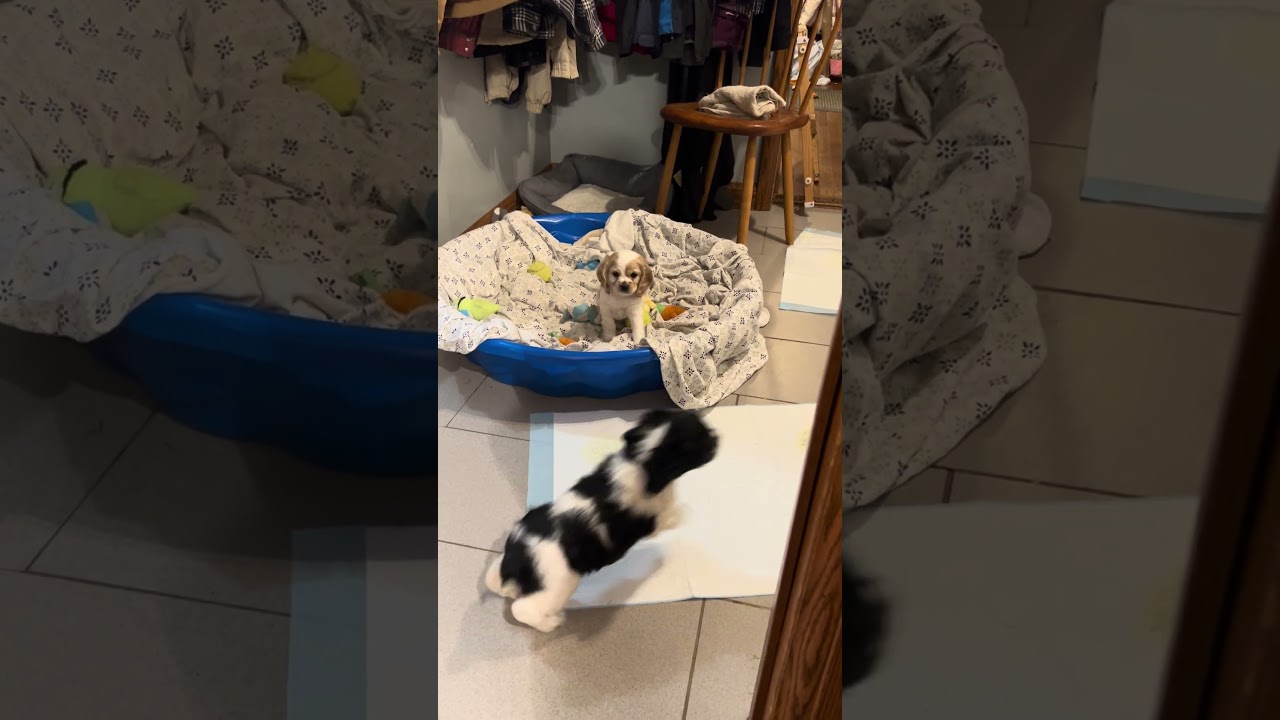 Cocker Spaniel puppies playing - 5 weeks old (litter 3) 