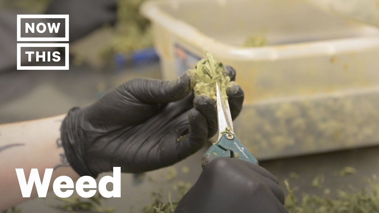 Sexism & Discrimination in the Cannabis Industry Exposed | NowThis