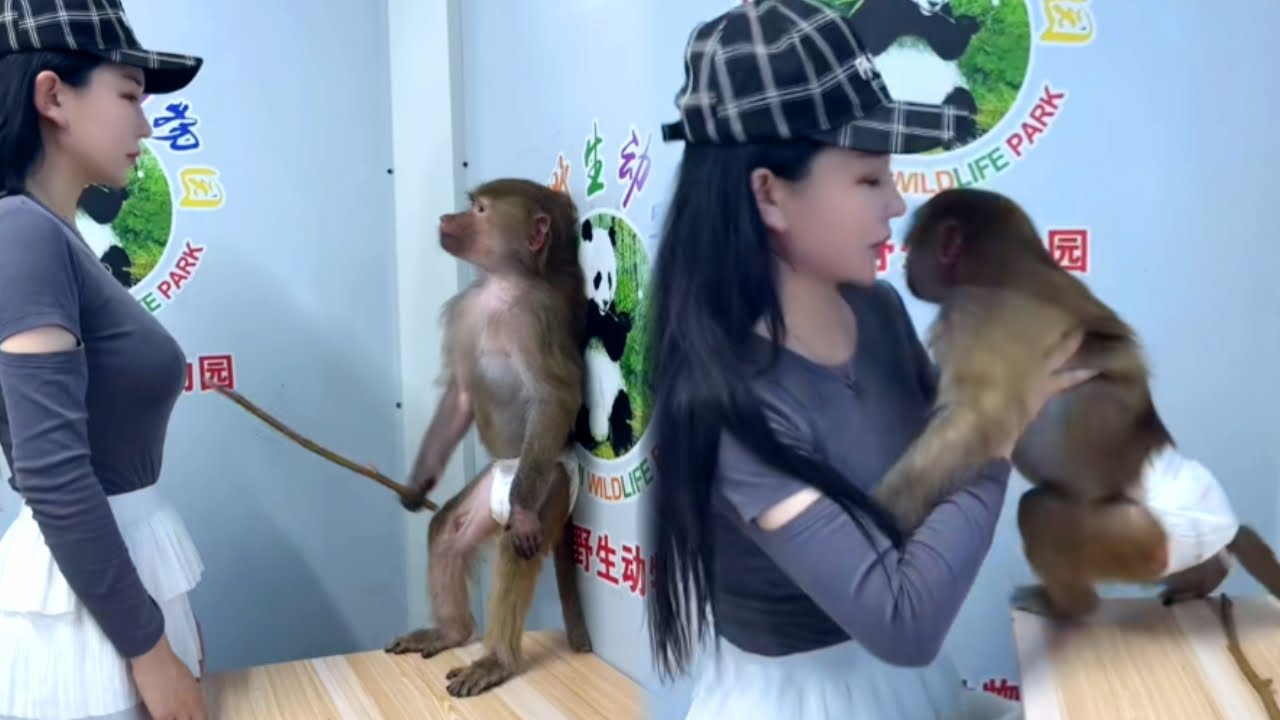The self-torture trick really works, the monkey has become a spirit#spiritmonkey