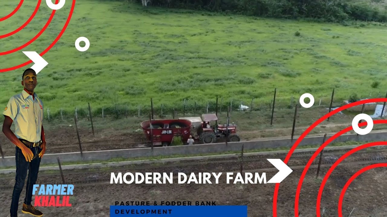 Tour of Modern Dairy Farm in Jamaica