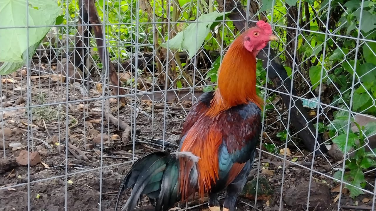 APLICANDO CATOSAL A LOS POLLOS
