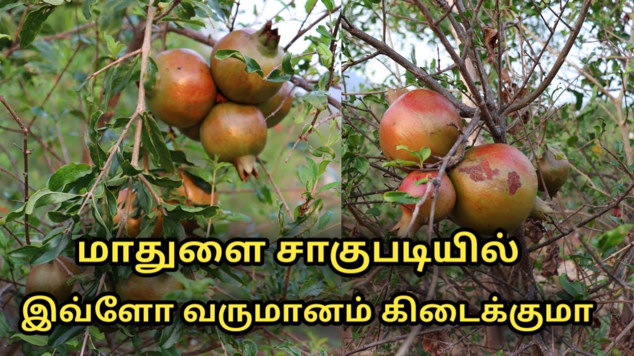 மாதுளை சாகுபடி || pomegranate cultivation in Tamil || Uzhavan Magan