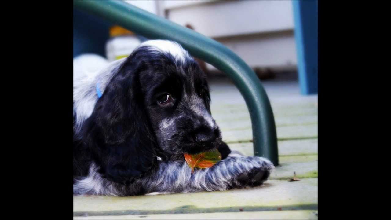 My Blue Roan English Cocker Spaniel growing up