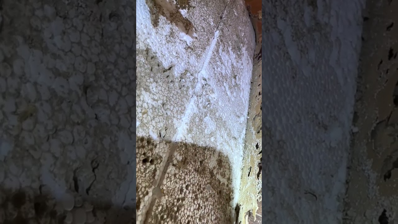 Carpenter Ant and Termite Damage