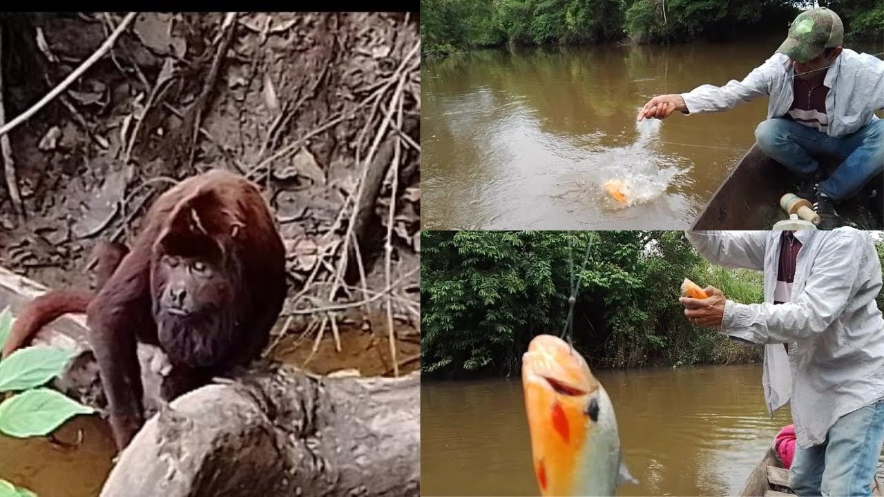 PESCA DE CARIBES, ENCUENTRO CON MONO ARAGUATO