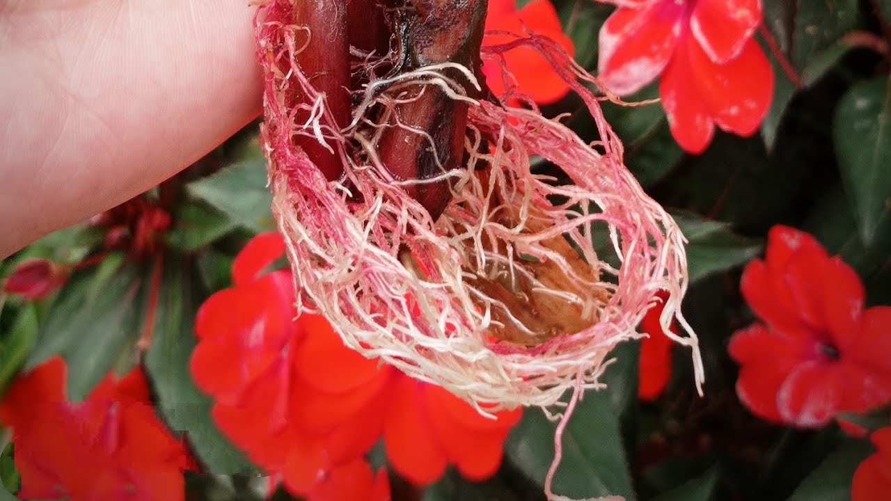 MUDAS de BEIJINHO (sunpatiens)