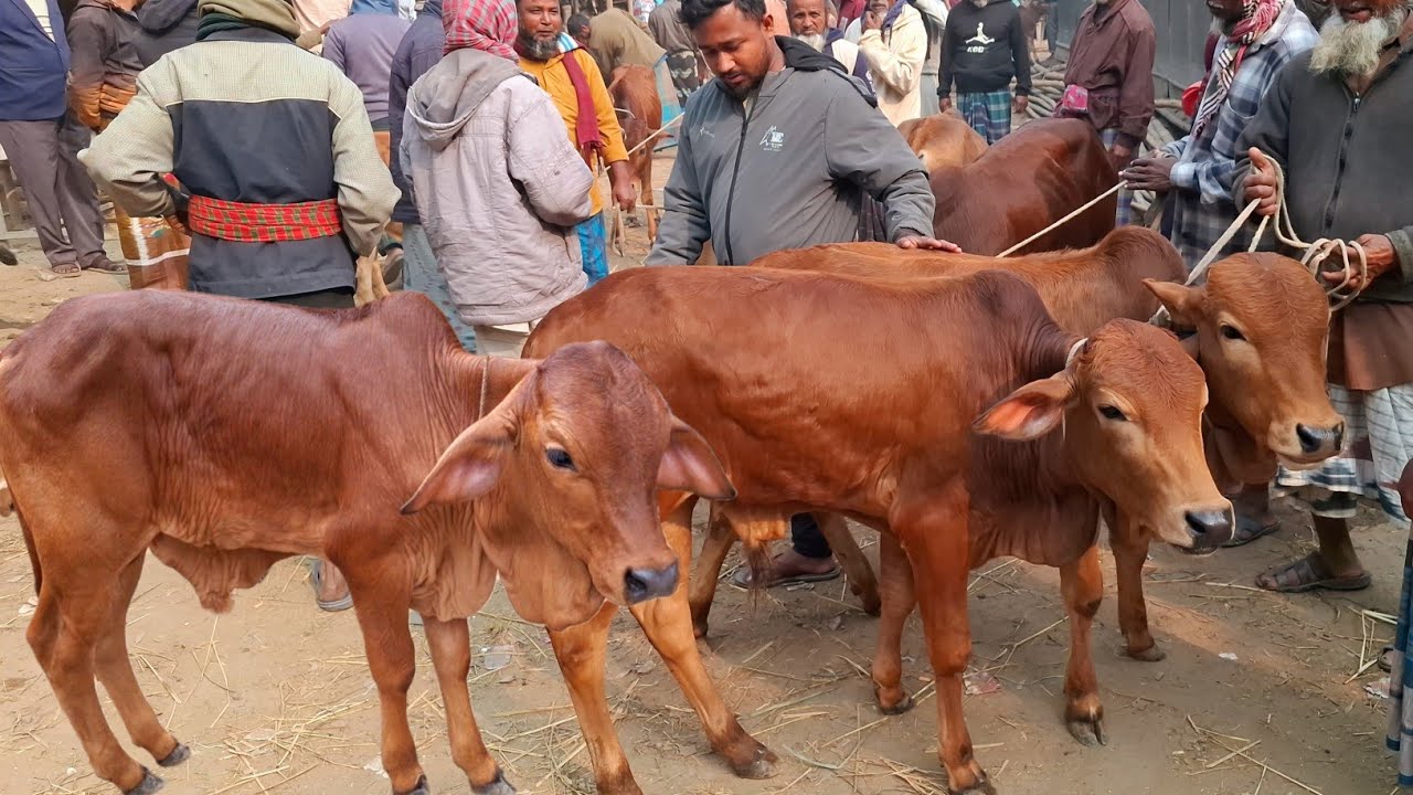 আজ ১৩/২/২৬ | প্রচুর চাহিদা সম্পন্ন শাহিওয়াল ষাঁড় বাছুরের দাম | আমবাড়ী হাট 