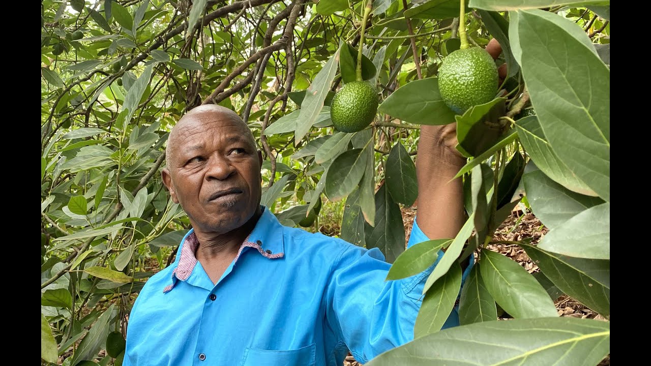 Soko Fresh &ndash; Securing Income and Food Security through Solar Cooling Innovations