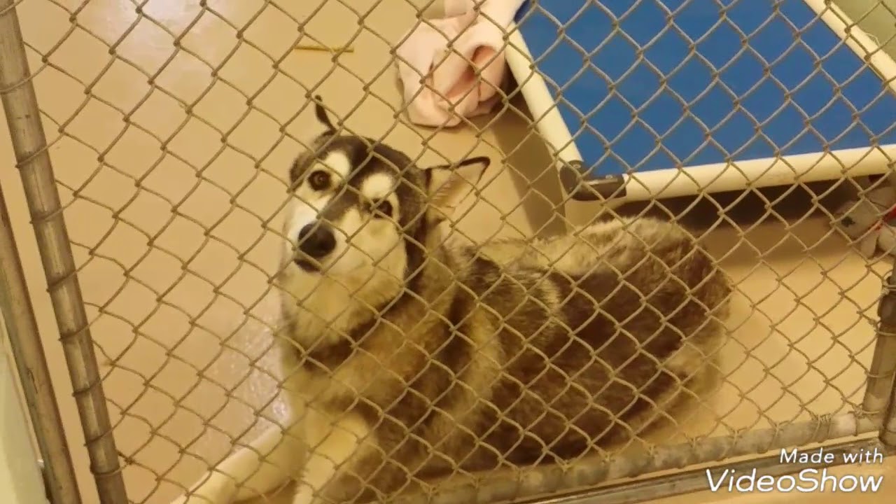 Dog Adoption Room Walk Thru 10-24-17