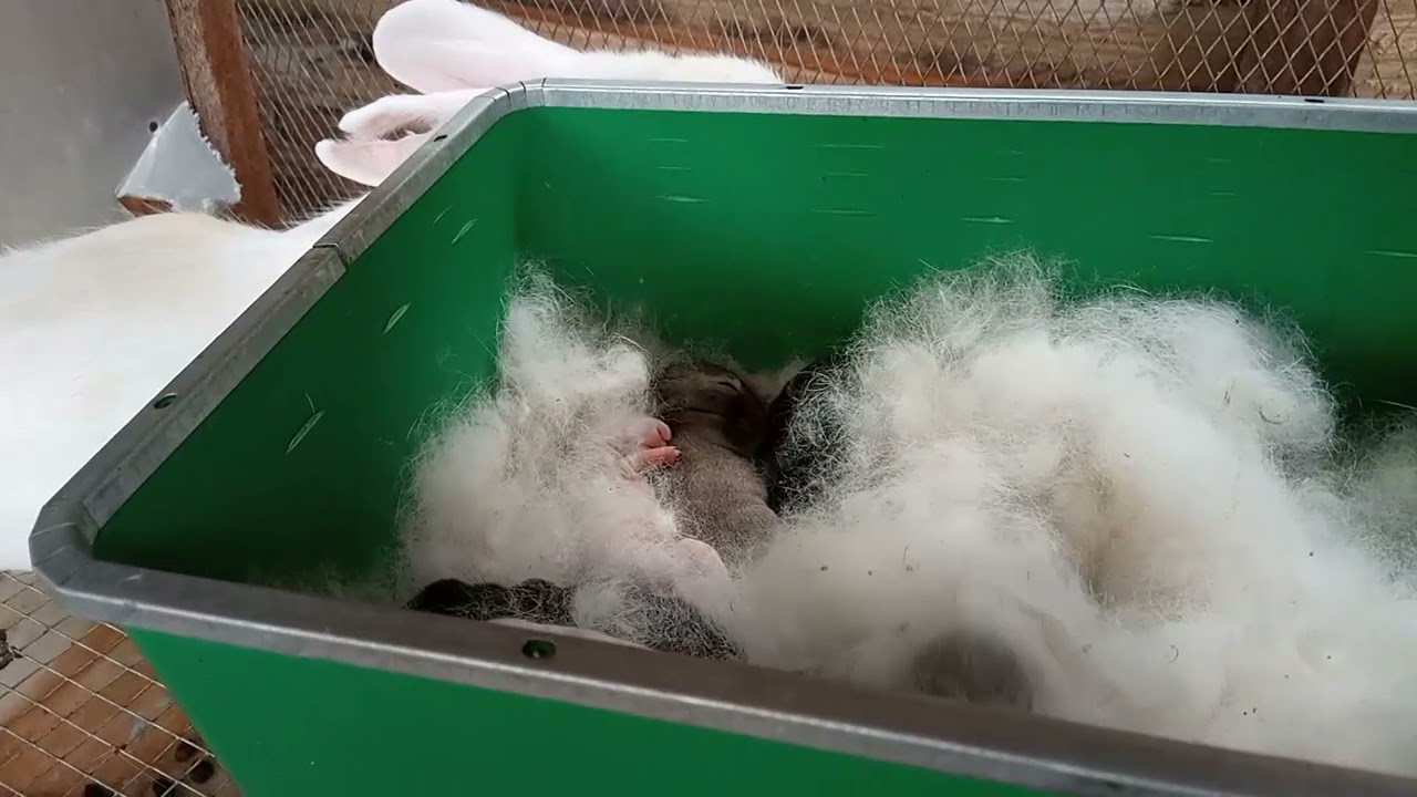 40 LAPEREAUX EN UNE SEMAINE 😲voici l'aliment qui tue vos lapins et lapereaux