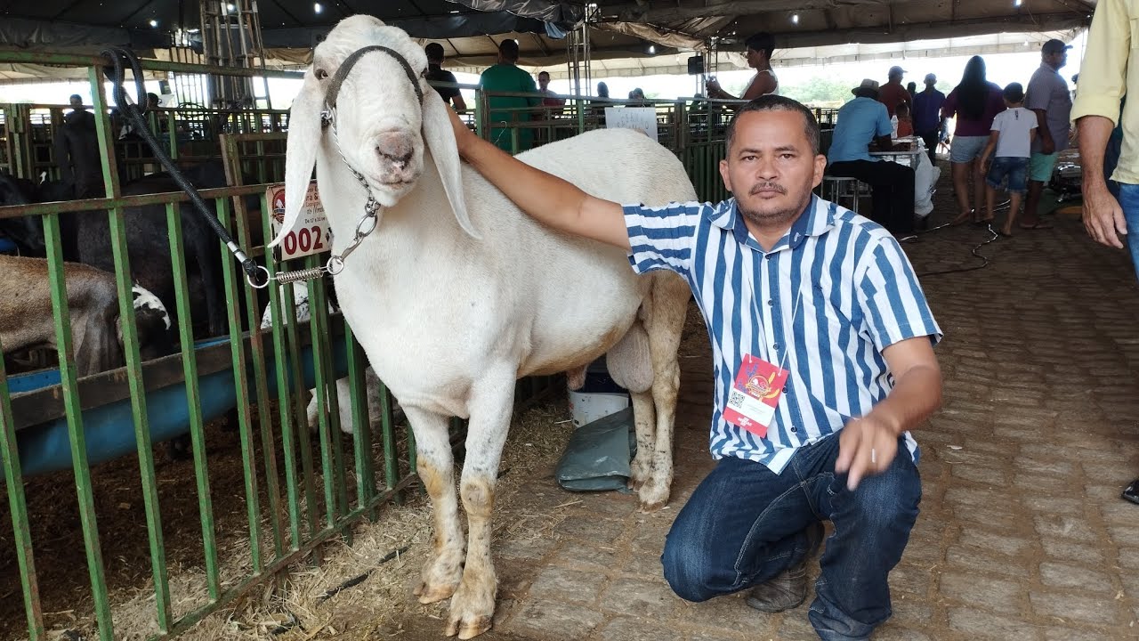 a maior exposição de caprinos e ovinos do Brasil, em dormente sertão de Pernambuco (caprishow 2023)