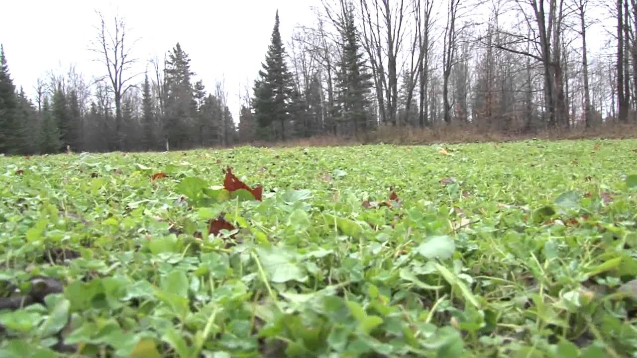 Discovering - Wildlife Habitat Management