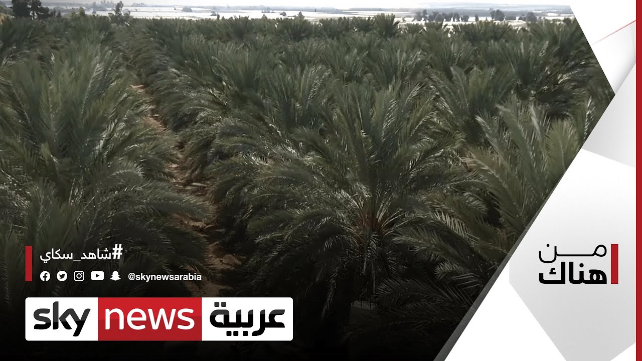 زراعة النخيل وتمر مجهول.. قصة نجاح لافتة في الأردن | 